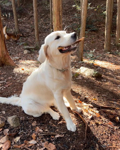 木の枝くわえてるワンコ