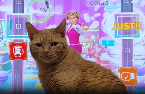 冷ややかな視線を送る猫ちゃん