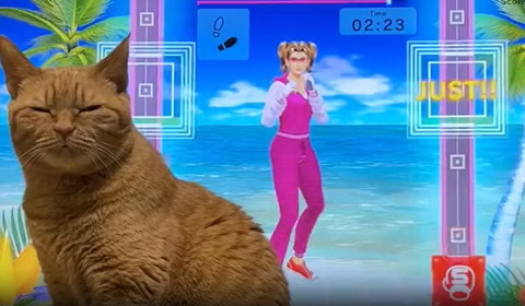 テレビの前で目細めてる猫