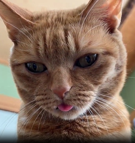舌だしてる猫