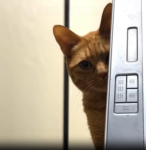 物陰からのぞく猫