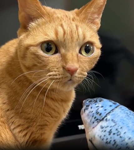 魚のおもちゃと猫