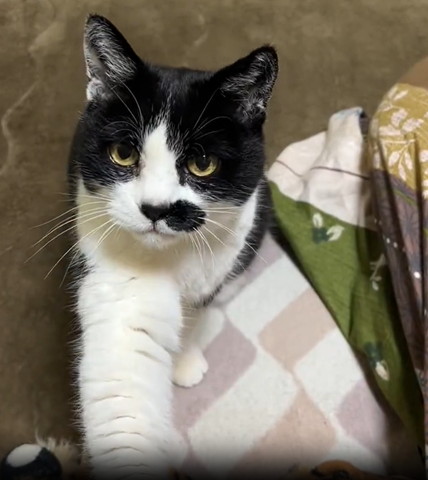 前足で飼い主さわる猫