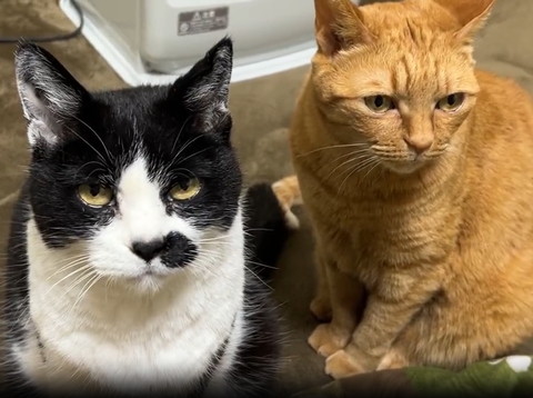 ハチワレ猫ちゃんと茶トラ猫