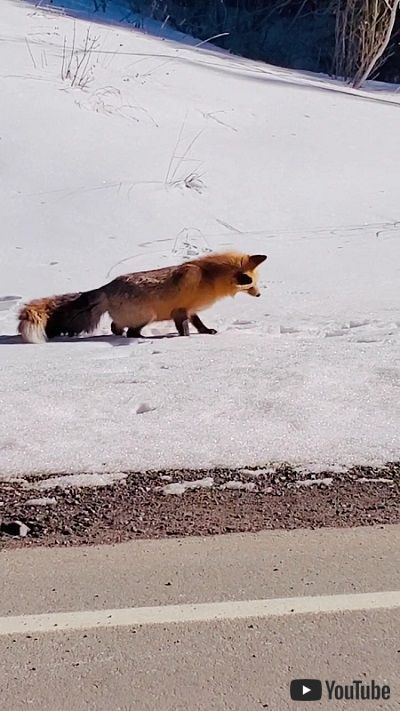獲物を狙うキツネ