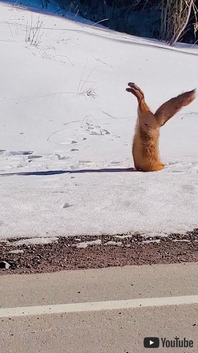 雪に突っ込むキツネ