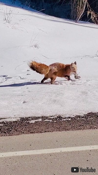 獲物を捕らえたキツネ