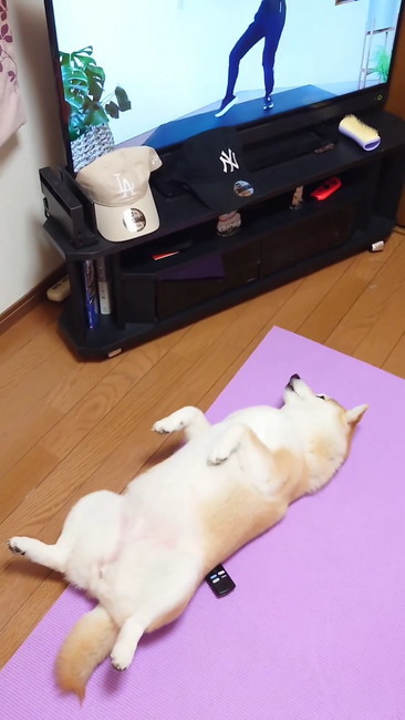 エクササイズする柴犬