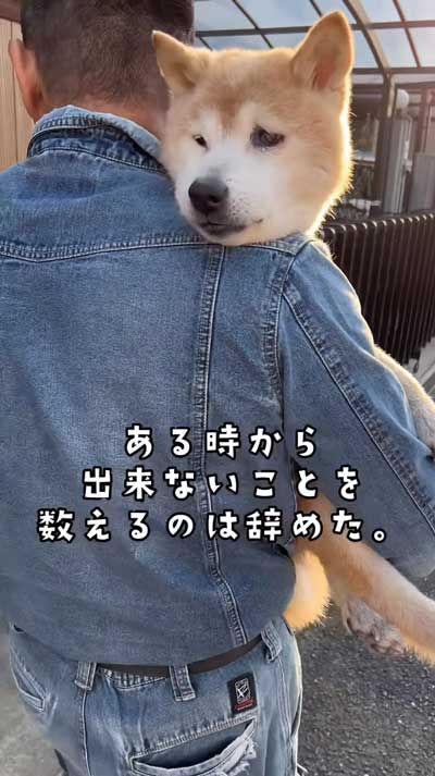 20歳の柴犬との暮らし
