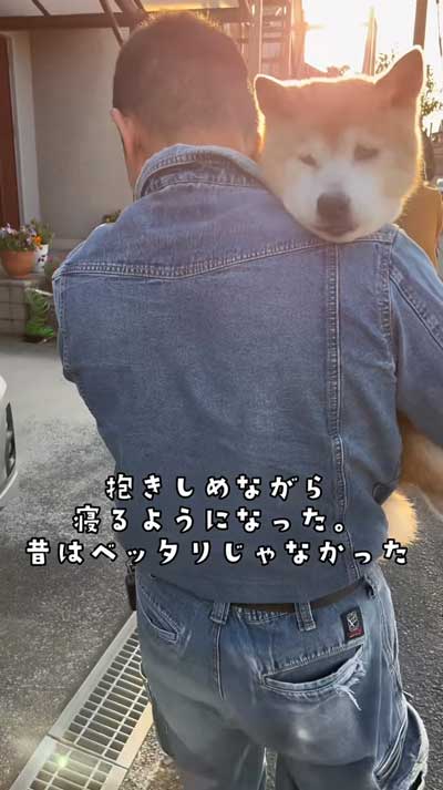 20歳の柴犬との暮らし