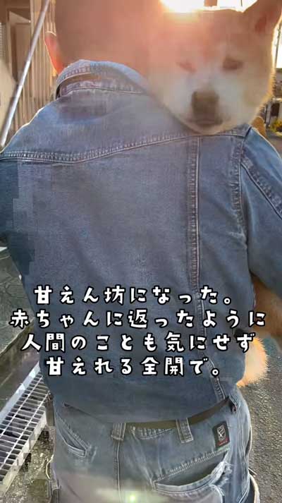 20歳の柴犬との暮らし