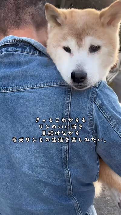 20歳の柴犬との暮らし
