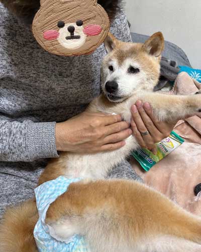 20歳の柴犬との暮らし