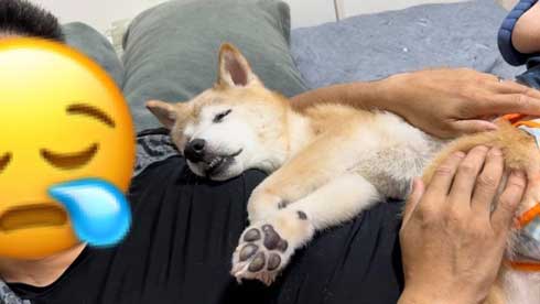 20歳の柴犬との暮らし