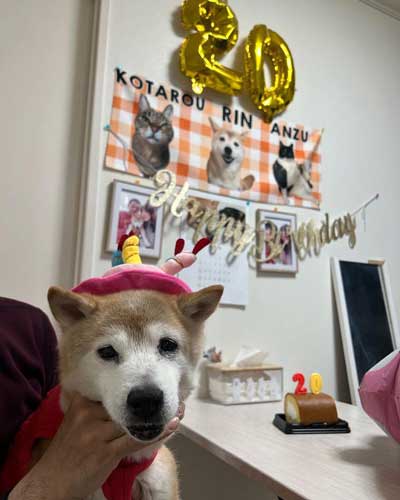 20歳の柴犬との暮らし