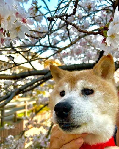 20歳の柴犬との暮らし