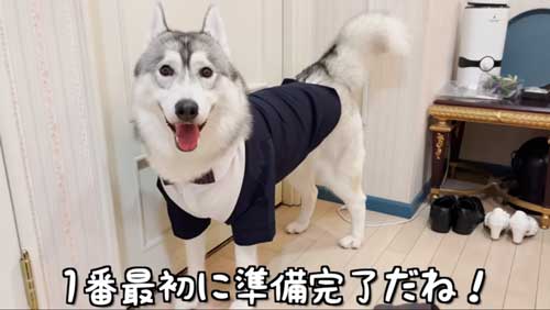 リングドッグ犬