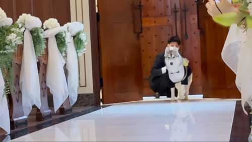 入場したワンコ