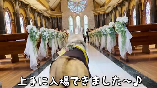 順調そうなワンコ