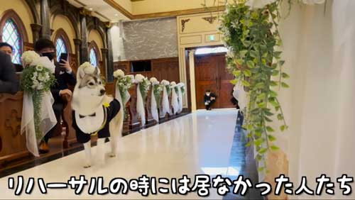 キョロキョロするワンコ