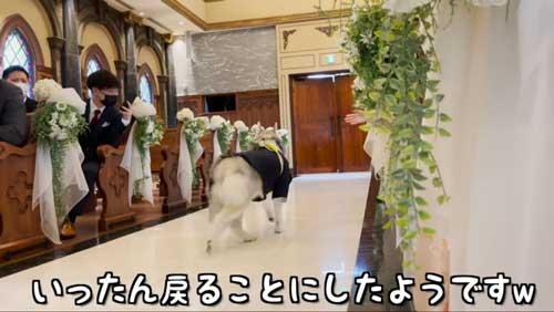 ターンして戻るワンコ