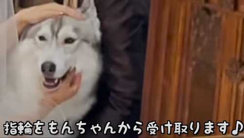 寄り道するワンコ