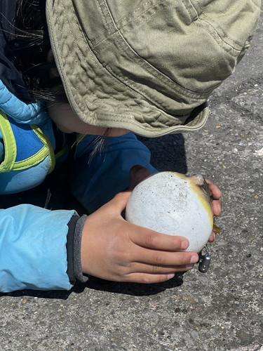 フグをなだめ落ちつかせるなな坊くん