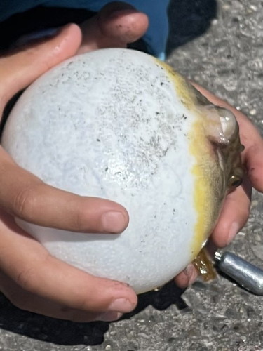 フグをなだめ落ちつかせるなな坊くん