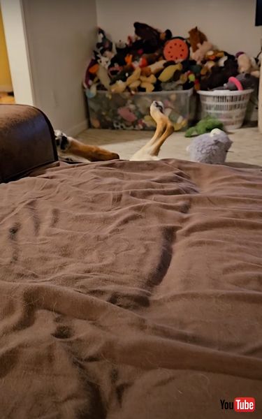 くつろぎすぎなジャーマンシェパード