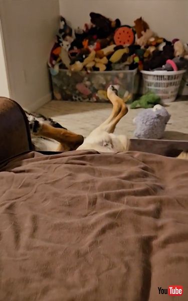 くつろぎすぎなジャーマンシェパード