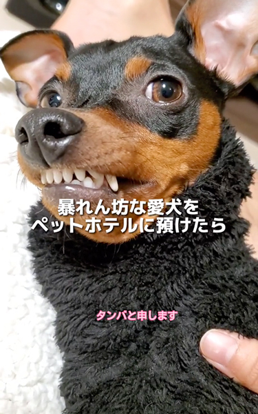 ペットショップワンコ