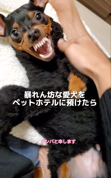 ペットホテルに預けた結果