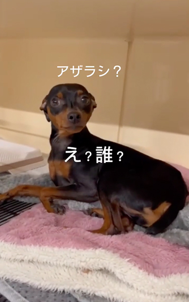 ペットホテルに預けた結果