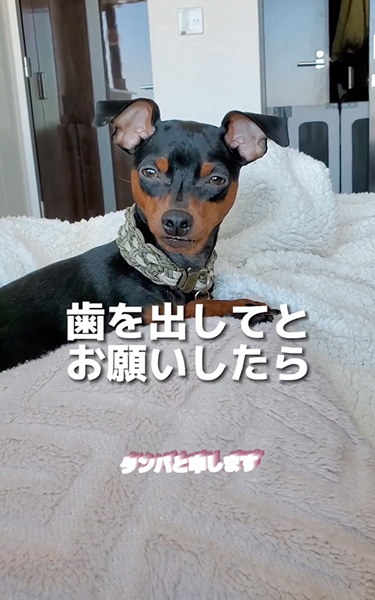 歯を出してとお願いしたら