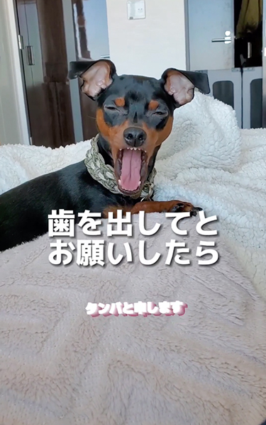 あくびする犬