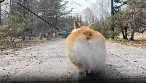 左足後ろ後ろ歩いてるコーギーのお尻