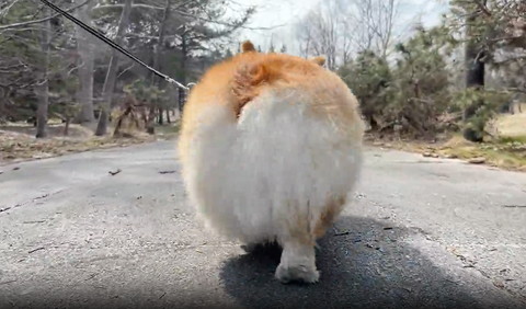 足後ろ歩いてるコーギーのお尻アップ