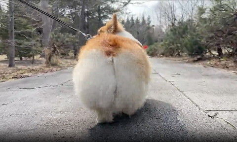 飼い主見るコーギー後ろ姿