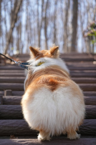 階段のぼるコーギー後ろ姿