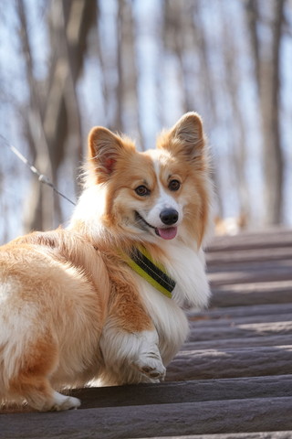 振り返るコーギー