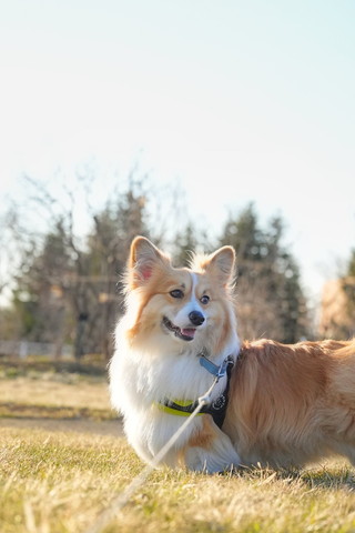 後ろ視るコーギー横顔