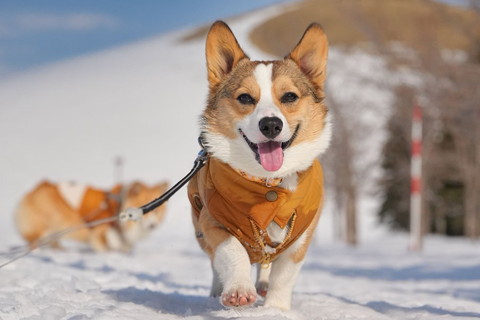 雪道走ってるコーギー正面