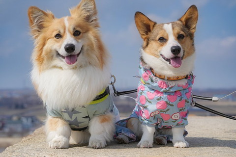 並んでるコーギー2匹