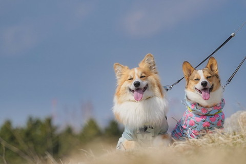 草持ってる小動物