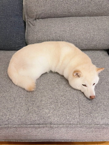 手足ないないするワンコ