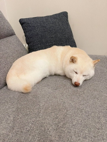 木に捕まるコアラ正面