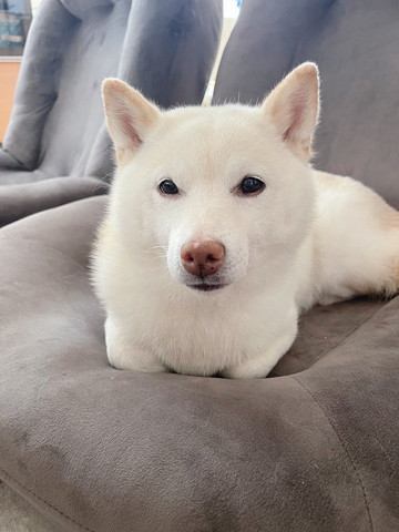 手足ないないするワンコ正面