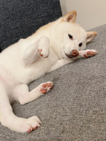 ソファで寝転がってるワンコ