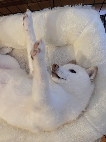 前足を上に伸ばしてるワンコ