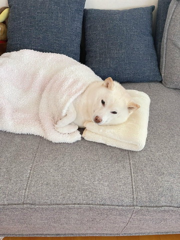 布団と枕使ってるワンコ